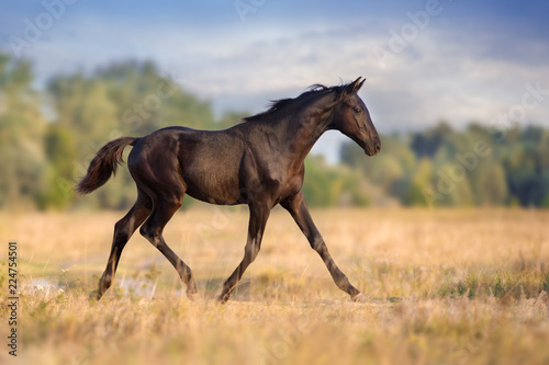 Black colt trotting on autumn field