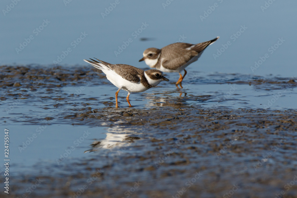 Ringed Plover (Charadrius hiaticula).