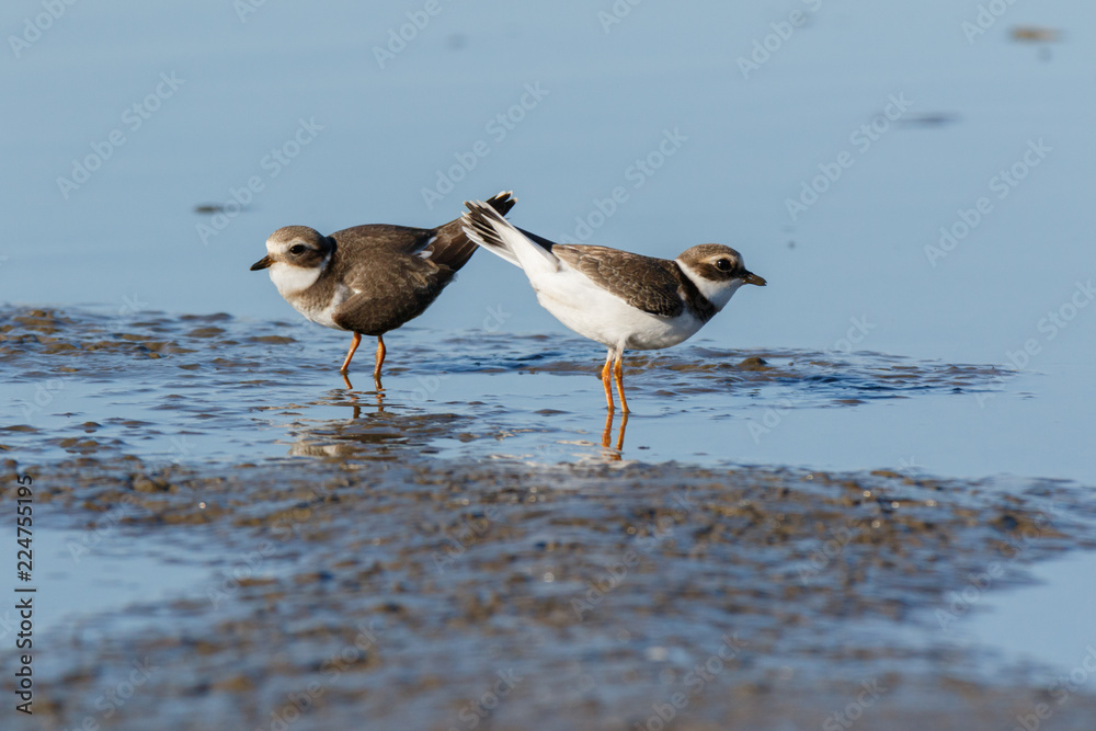 Ringed Plover (Charadrius hiaticula). Ringed Plover (Charadrius hiaticula).
