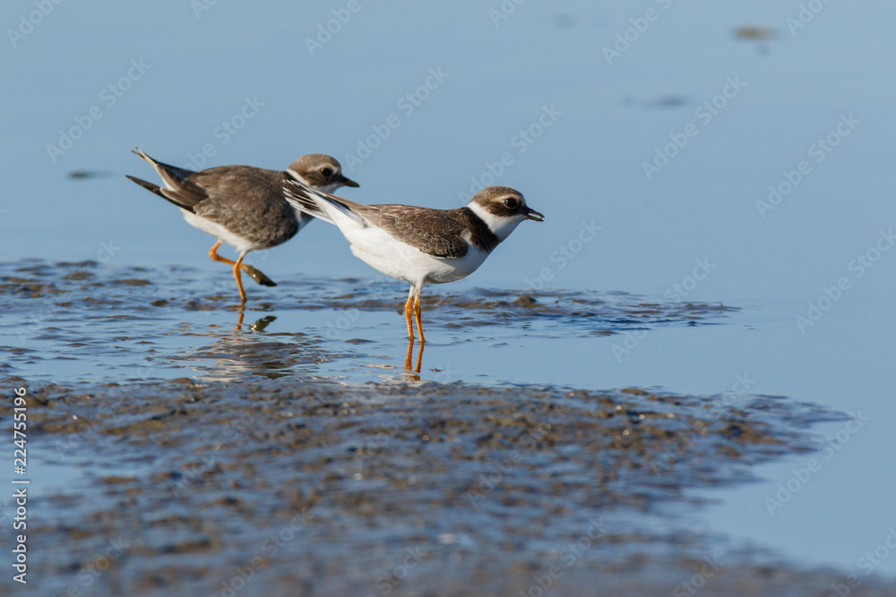 Ringed Plover (Charadrius hiaticula). Ringed Plover (Charadrius hiaticula).