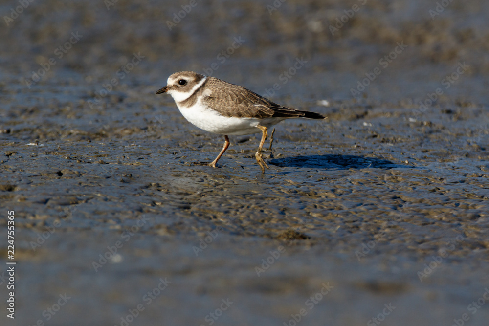 Ringed Plover (Charadrius hiaticula). Ringed Plover (Charadrius hiaticula).