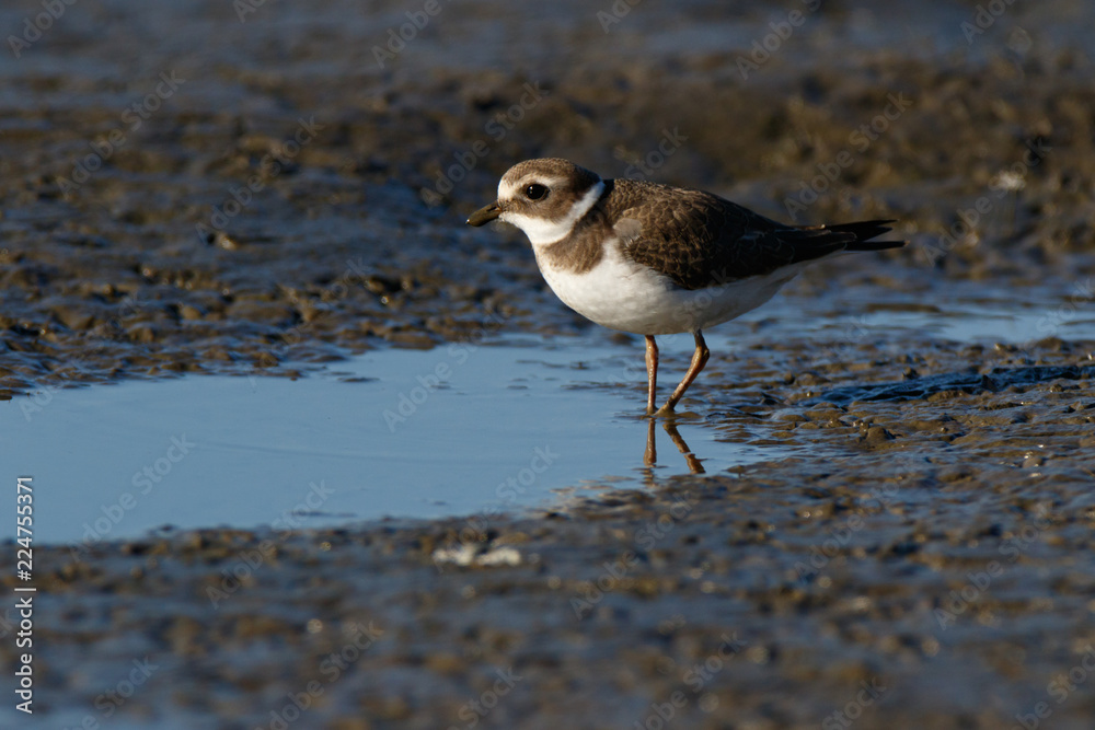 Ringed Plover (Charadrius hiaticula). Ringed Plover (Charadrius hiaticula).