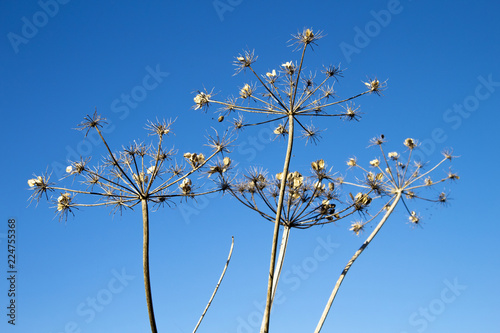 Giant Hogweed seed heads, the sap of the plant is phototoxic and causes phytophotodermatitis in humans, Latin name Heracleum mantegazzianum photo