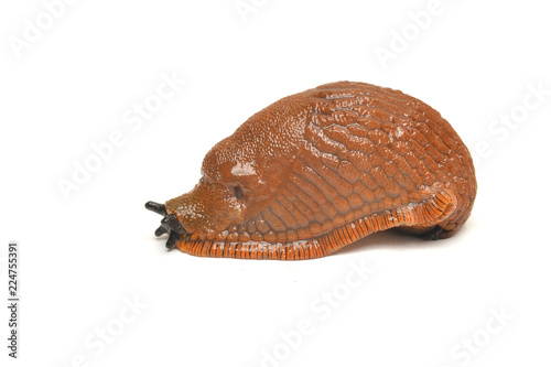 Arion rufus slug