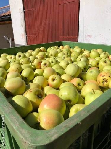 mela raccolta mele cassa mele cassone mele lavoro mele mela frutta photo