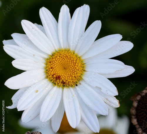 A white and yellow daisy in the garden on a close up view.