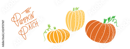 autumn pumpkin illustration of cute orange halloween pumpkins with vines and the handwritten text pumpkin patch