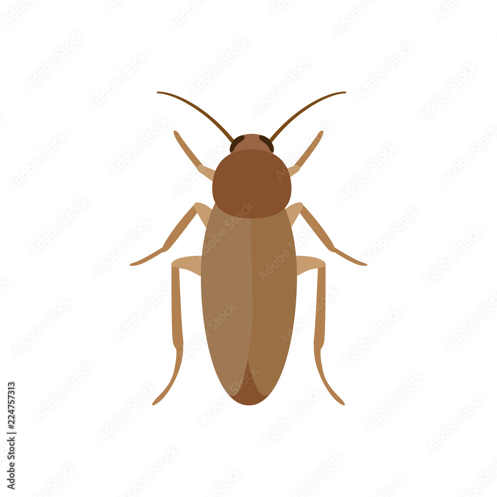 Cockroach Cockroach