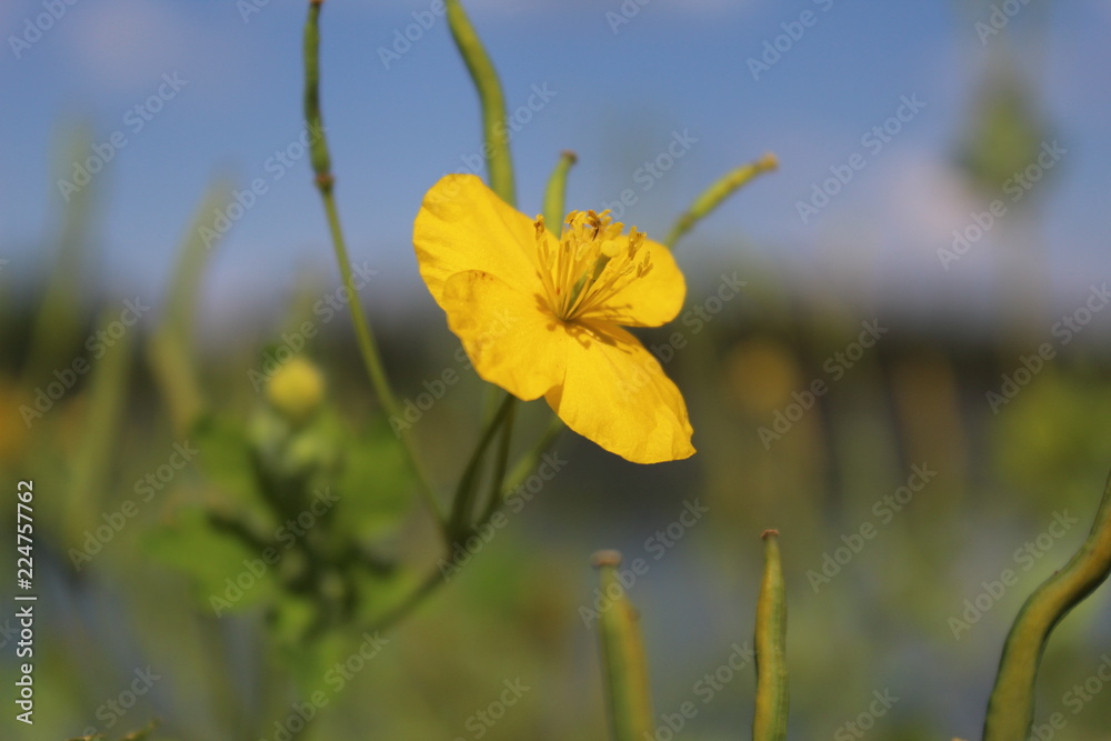 Obraz premium yellow flower