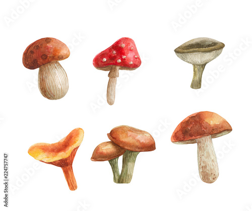 set of watercolor hand-drawn mushrooms for design and decor