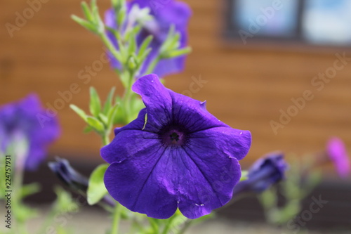 blue flower in the garden