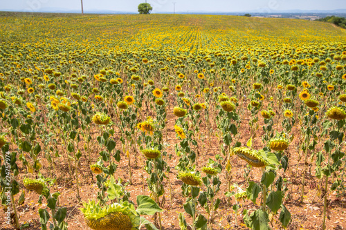 Fototapeta Naklejka Na Ścianę i Meble -  Big sunflower field