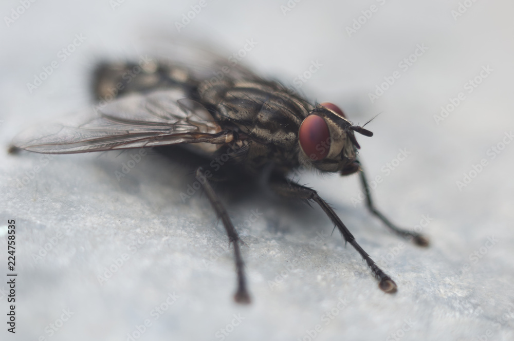 fly on a background