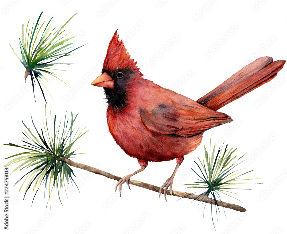 Obraz Kardynał ptak akwarela. Ręcznie malowane ilustracja kartkę z życzeniami z czerwonym ptakiem i oddział na białym tle. Do projektowania, drukowania lub tła.