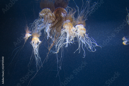 marine life in the aquarium, jellyfish in the zoo