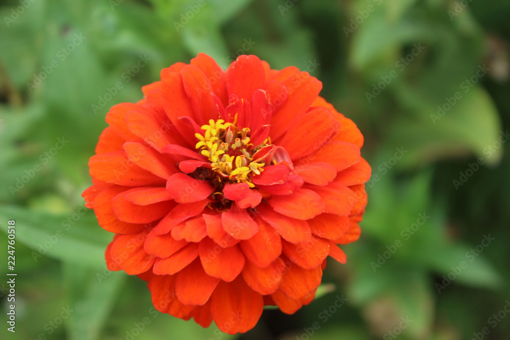 red flower in the garden red flower in the garden