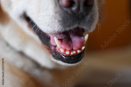 closeup of white Labrador retriever teeth 