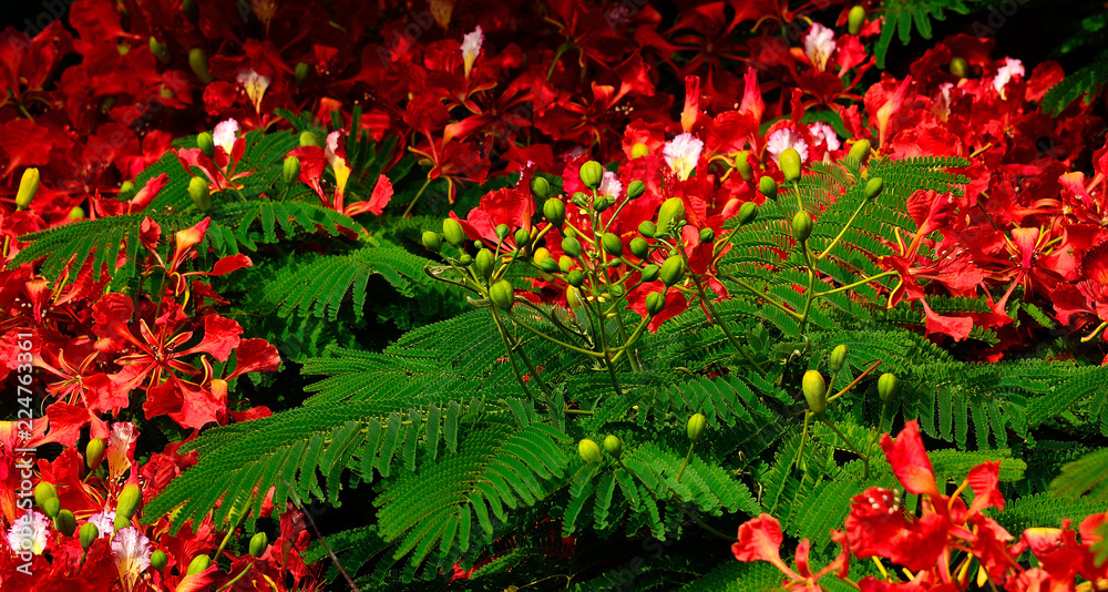 Floral buds, green branches and flowers of Flamboyan, Delonix regia
