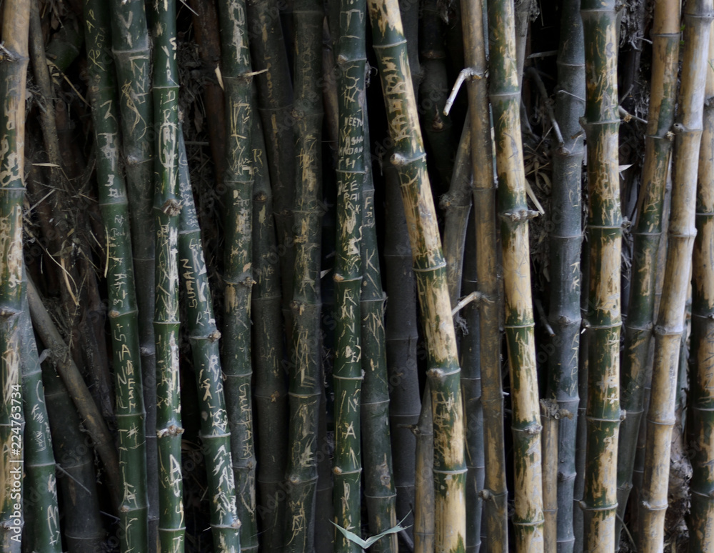 Name written on bamboo trees Name written on bamboo trees