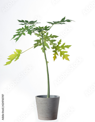 Papaya plant isolated on white background.