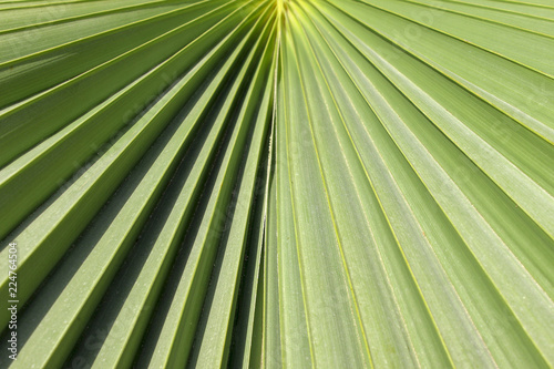 palm tree leaf close up background