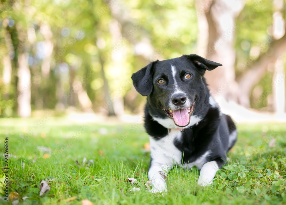 A black and white Border Collie mixed breed dog relaxing outdoors with a happy expression