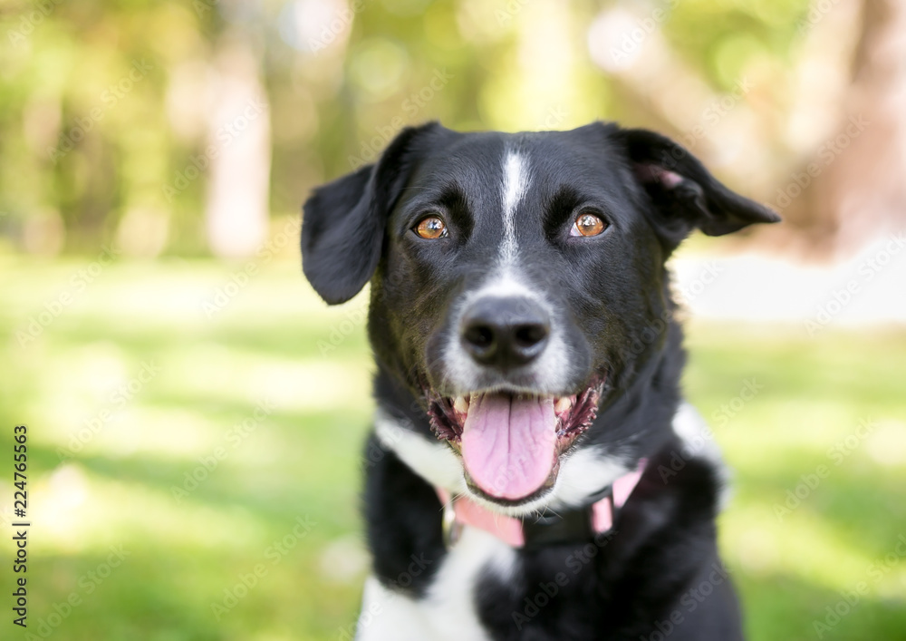 A black and white Border Collie mixed breed dog outdoors with a happy expression
