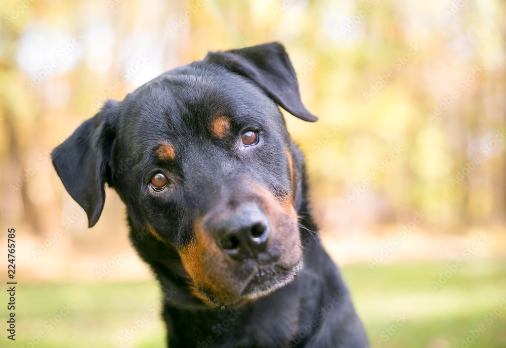 A Rottweiler dog outdoors listening with a head tilt