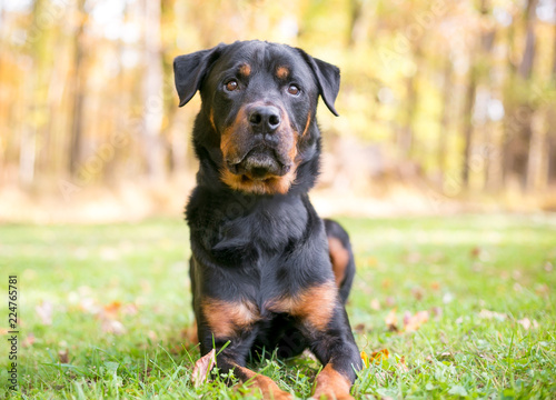 A Rottweiler dog lying in the grass outdoors
