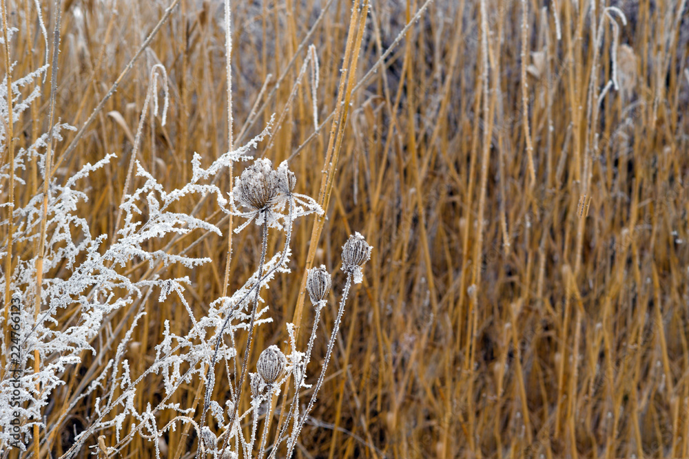 Fototapeta premium Dry plants are covered with hoarfrost, on the background of reeds