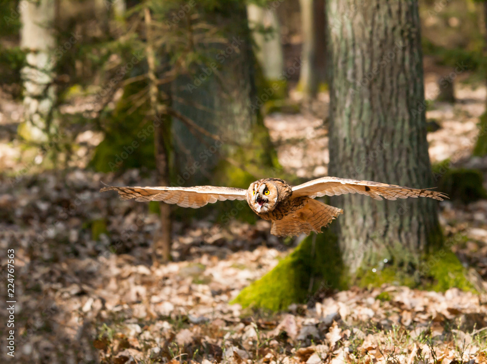 Portrait of long-eared owl - bird in fly - Asio otus otus Portrait of long-eared owl - bird in fly - Asio otus otus