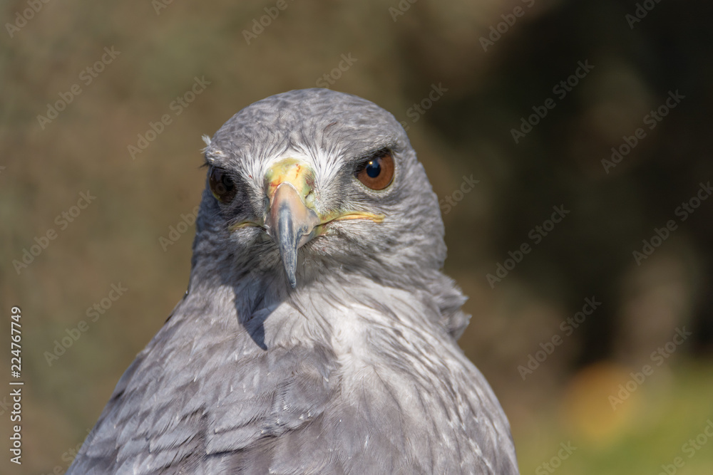Hawk Hawk