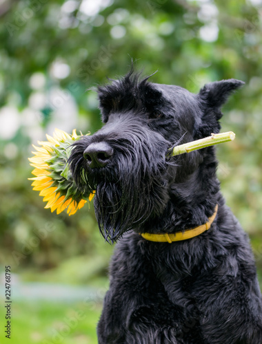 Black dog with a bright flower of a yellow sunflower