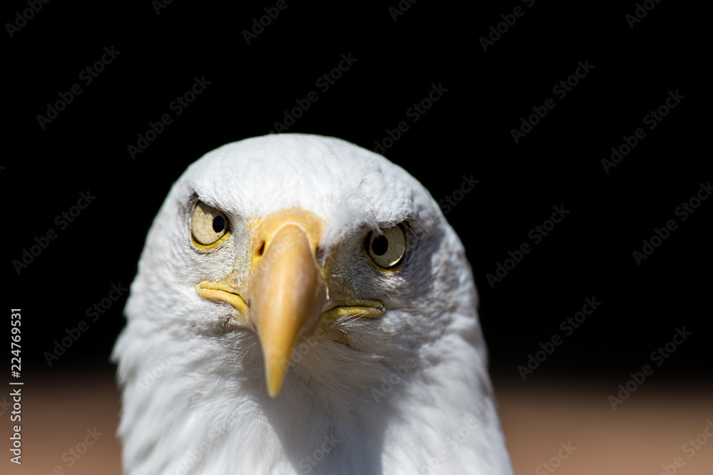 Fototapeta premium Ameryka oszalała. Twarz amerykańskiego bielika ze skrzyżowanymi oczami. Obraz koncepcyjne krajowego ptaka USA.