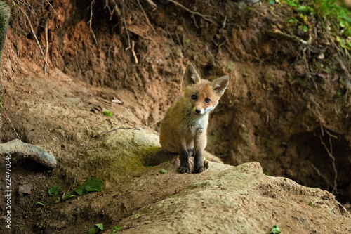 red fox  vulpes vulpes  Czech republic  