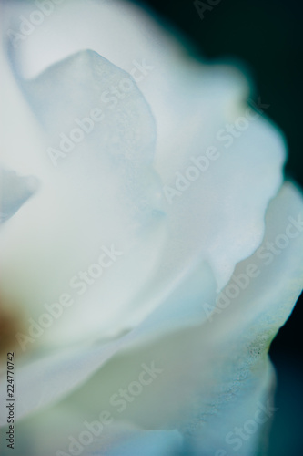 Beautiful white rose in the garden. Summer background.