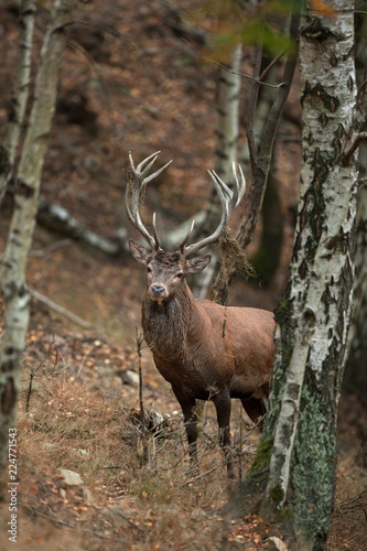 red deer, cervus elaphus, Czech republic   © prochym