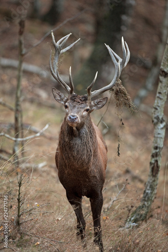 red deer, cervus elaphus, Czech republic   © prochym