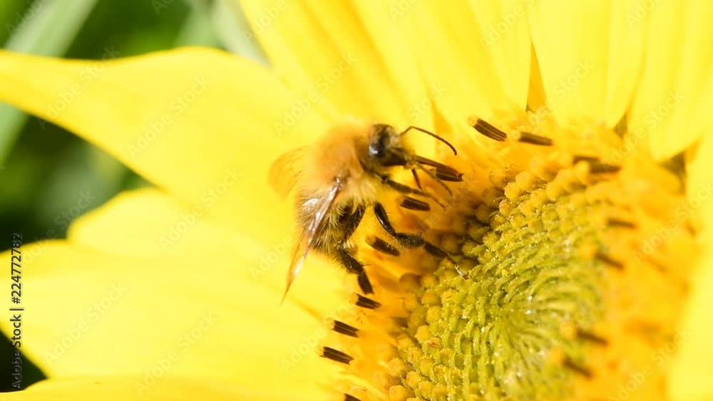 Bee foraging on a sunflower. Close up slow motion macro clip. Bee foraging on a sunflower. Close up slow motion macro clip.