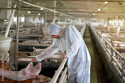 Veterinarian Examining Pigs at a Pig Farm