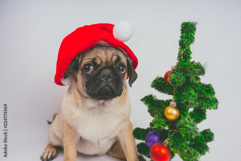 cute Christmas pug puppy dog wearing red santa hat hanging with paws on blank white banner isolated on white background