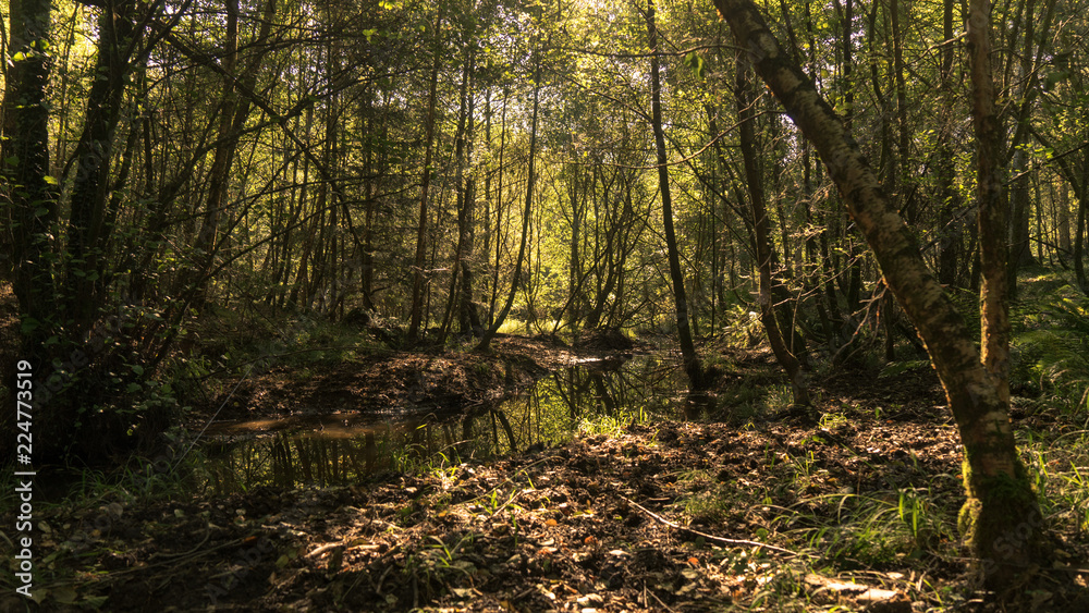 Obraz premium A Forest with a river running through