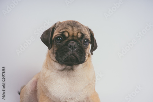 Funny Pug Puppy on white background. portrait of a cute pug dog with big sad eyes and a questioning look on a white background, Beige pug with huge eyes on a white background