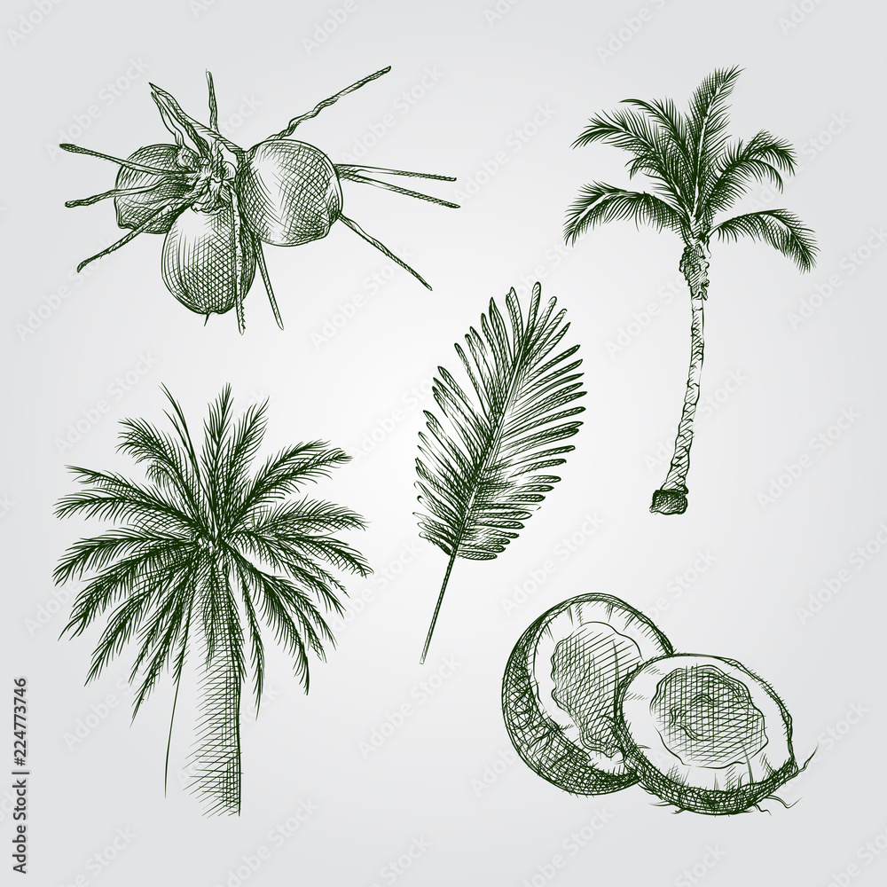 Naklejka premium Hand Drawn Palm trees and coconuts Sketches Set. Collection Of palm trees; palm leaf; coconuts Sketches on white background. Vector tropical elements art highly detailed In Sketch Style.