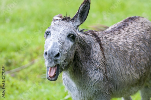 Fototapet Portrait of a large screaming donkey gray.