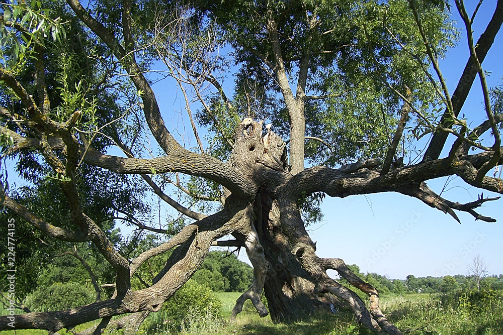 miracle tree from a fairy tale