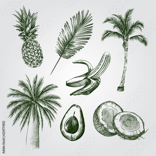 Hand Drawn Palm trees and coconuts Sketches Set. Collection Of palm trees, palm leaf, coconut, banana, avocado, pineapple Sketches on white background. Vector tropical elements In Sketch Style.