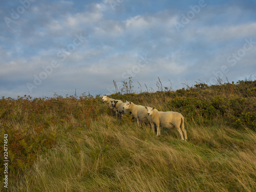 Sheep grazing in the sunset on the Malvern Hills Worcestershire