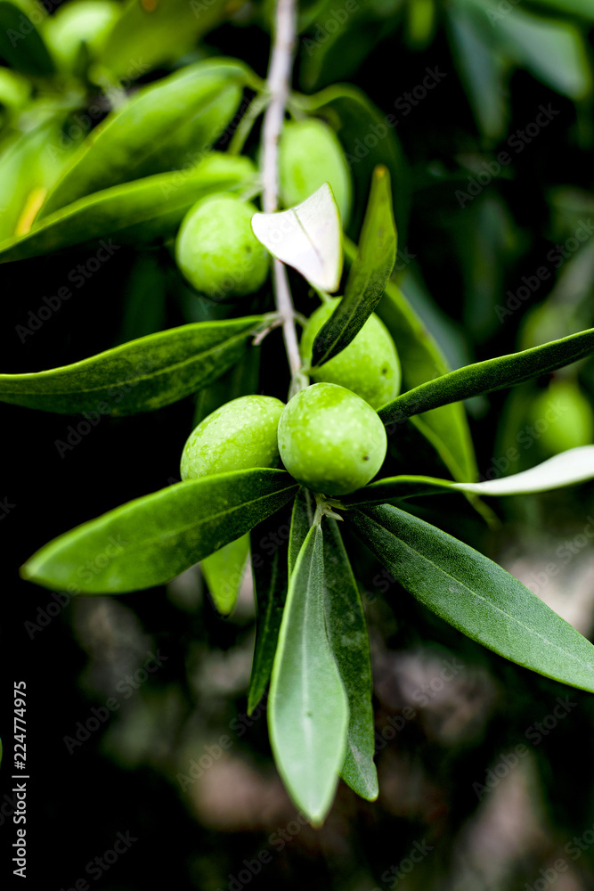 Green olive on the tree with olive tree leaves.