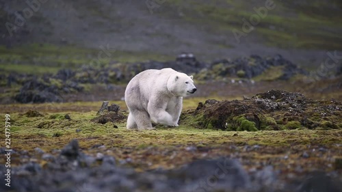 short and close shot on a polar bear.
